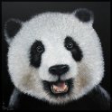 Großer Panda 2; Acryl auf Leinwand;
120 x 120 cm